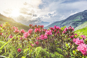 Are we talking “Rose” again? Yes we are, and for good reason!