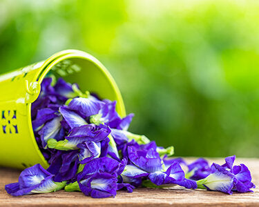 Butterfly Pea Flower
