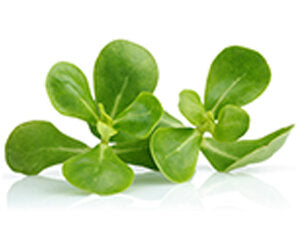 Purslane: Amazing Superhero for the Skin!
