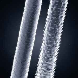 Ceramides good for your hair? Part 1