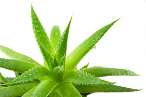 Aloe Vera Products: Private Label Skincare Florida