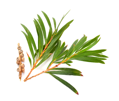 Tea Tree Oil: Nature's Anti-Dandruff Shampoo